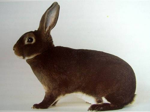 Rex rabbits: dwarf, large