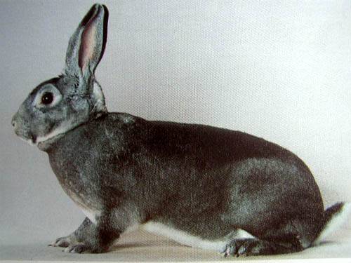 Rex rabbits: dwarf, large