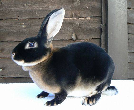 Rex rabbits: dwarf, large