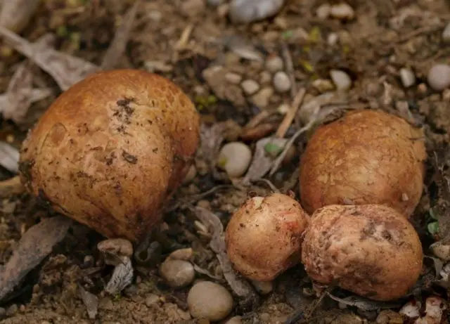 Rhizopogon pinkish: how to cook, description and photo