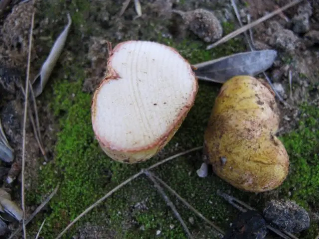 Rhizopogon pinkish: how to cook, description and photo