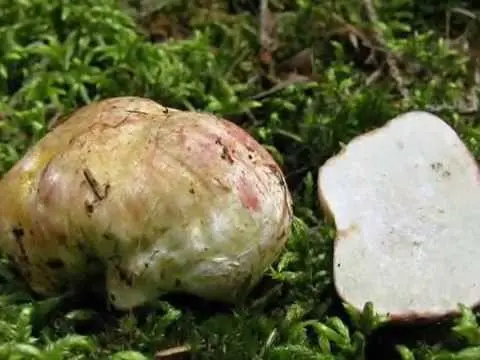 Rhizopogon pinkish: how to cook, description and photo