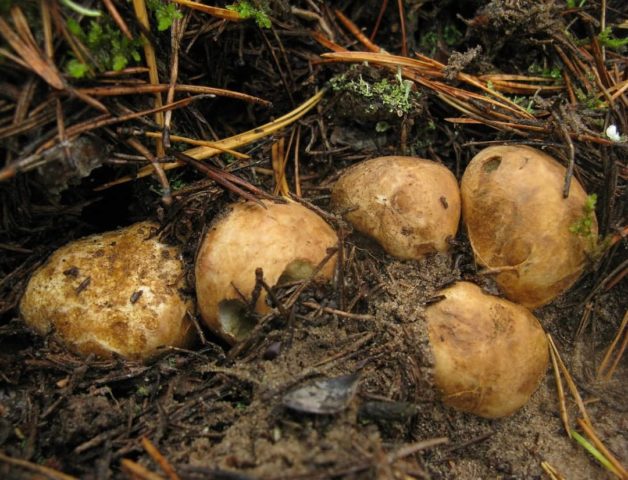 Rhizopogon yellowish: description and photo, edibility