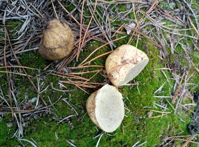 Rhizopogon yellowish: description and photo, edibility