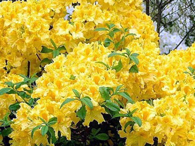 Rhododendron Anneke: winter hardiness, planting and care, reviews