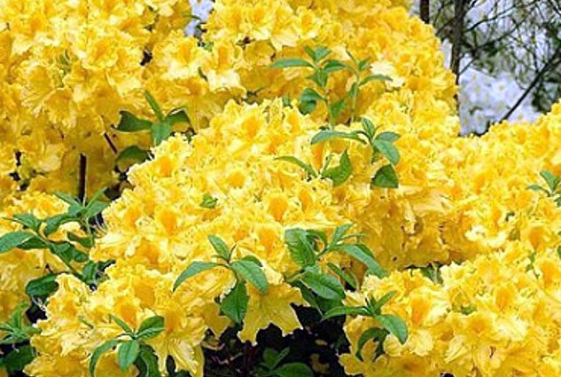 Rhododendron Anneke: winter hardiness, planting and care, reviews