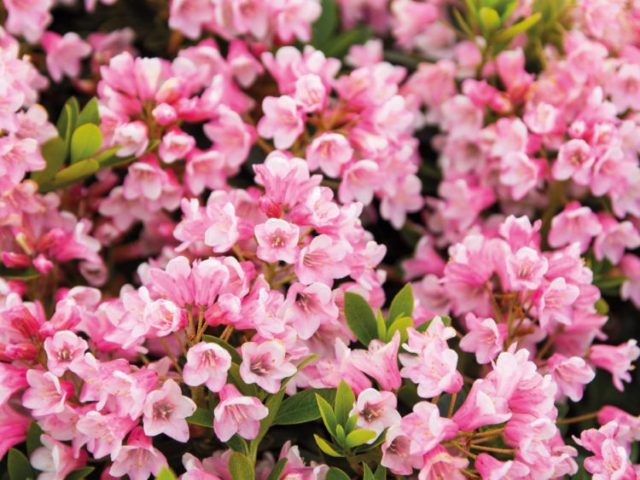 Rhododendron Bloombuks: planting and care, winter hardiness, photo