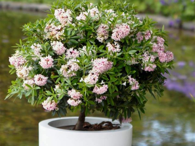 Rhododendron Bloombuks: planting and care, winter hardiness, photo