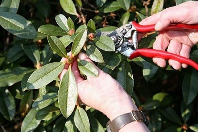 Rhododendron Bloombuks: planting and care, winter hardiness, photo