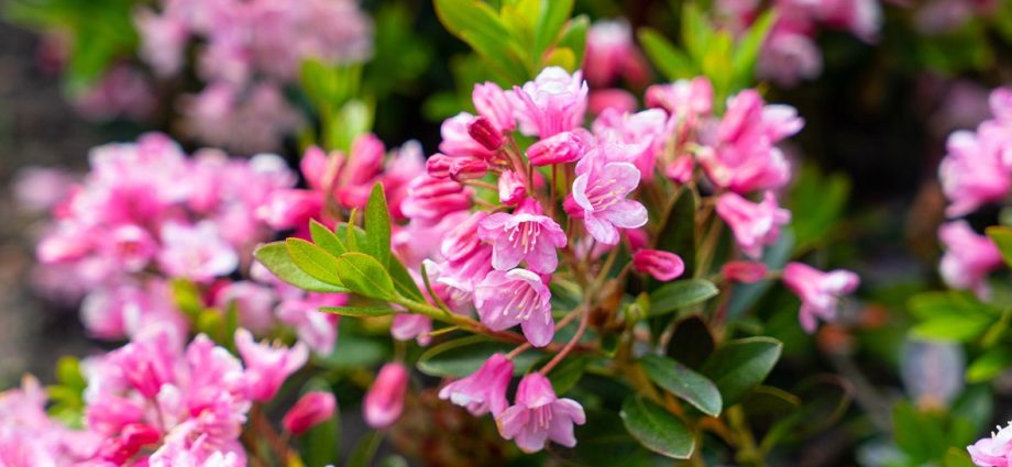 Rhododendron Bloombuks: planting and care, winter hardiness, photo