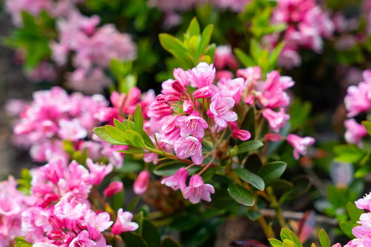 Rhododendron Bloombuks: planting and care, winter hardiness, photo