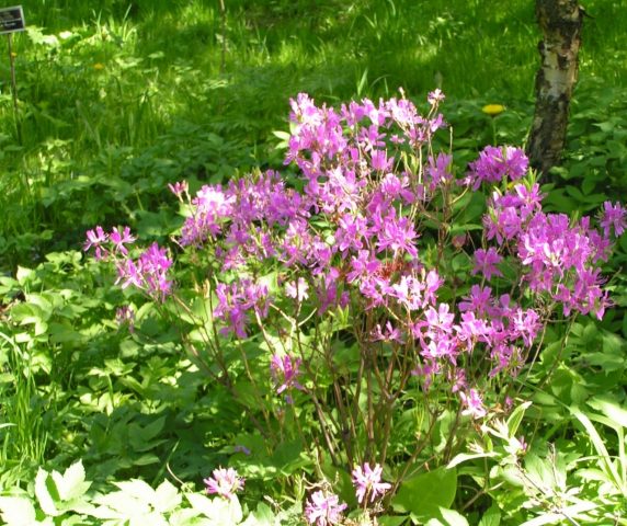 Rhododendron Canadian: photo, description, planting and care