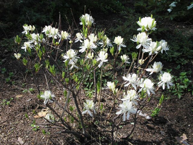 Rhododendron Canadian: photo, description, planting and care