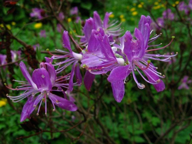 Rhododendron Canadian: photo, description, planting and care