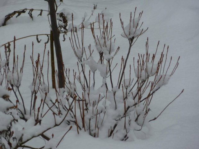 Rhododendron Canadian: photo, description, planting and care