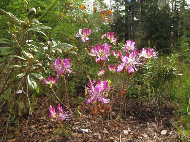 Rhododendron Canadian: photo, description, planting and care