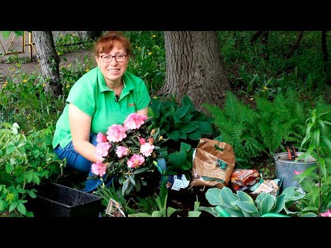 Rhododendron Canadian: photo, description, planting and care