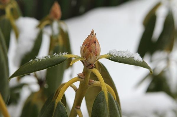 Rhododendron care in autumn and preparation for winter: how to cover a flower when temperatures drop and general care rules