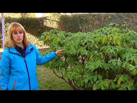 Rhododendron care in autumn and preparation for winter: how to cover a flower when temperatures drop and general care rules