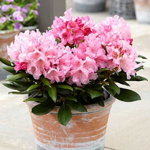 Rhododendron Chania: variety description, photos, reviews