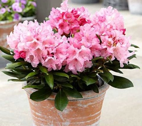 Rhododendron Chania: variety description, photos, reviews