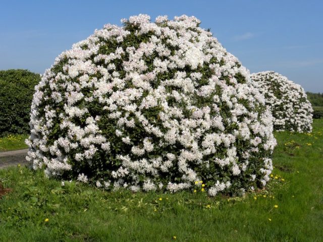 Rhododendron Cunninghams White: winter hardiness, planting and care, photo