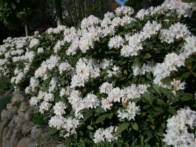 Rhododendron Cunninghams White: winter hardiness, planting and care, photo