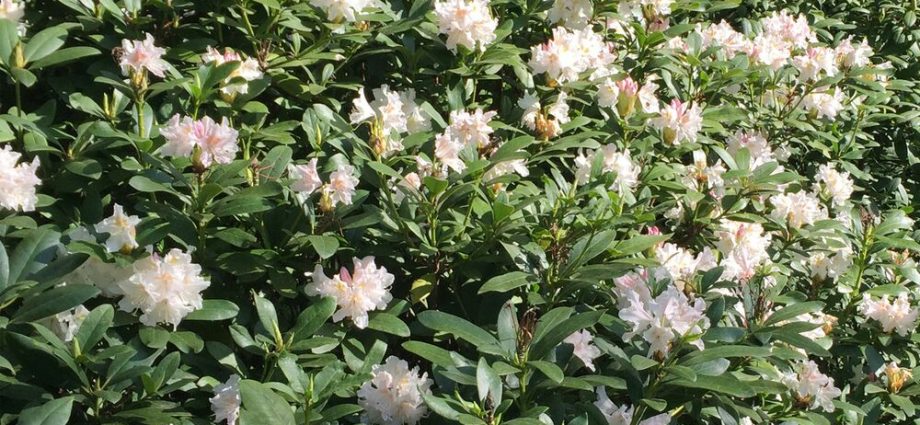 Rhododendron Cunninghams White: winter hardiness, planting and care, photo