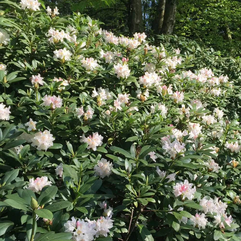 Rhododendron Cunninghams White: winter hardiness, planting and care, photo