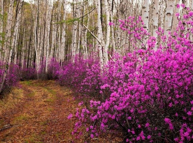 Rhododendron Dahurian: photo, planting and care, reproduction