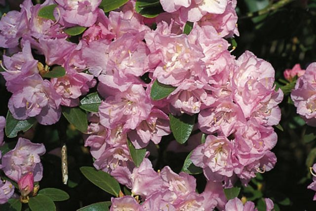 Rhododendron Dahurian: photo, planting and care, reproduction