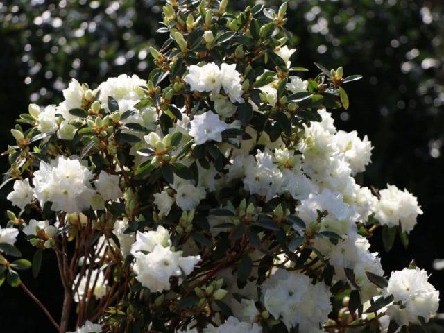 Rhododendron Dahurian: photo, planting and care, reproduction