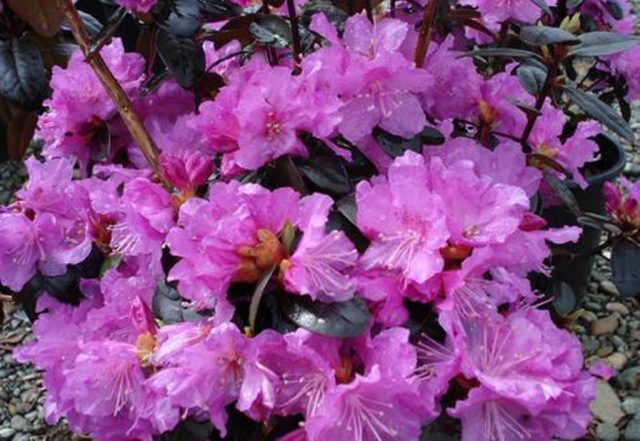 Rhododendron Dahurian: photo, planting and care, reproduction