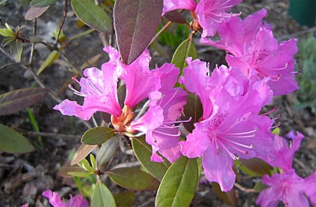 Rhododendron Dahurian: photo, planting and care, reproduction