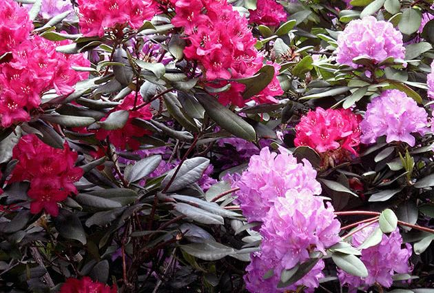 Rhododendron Dahurian: photo, planting and care, reproduction