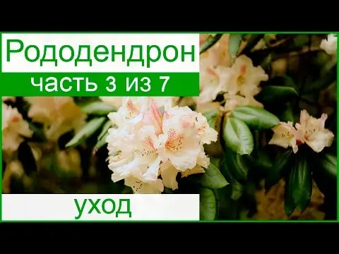 Rhododendron Dahurian: photo, planting and care, reproduction