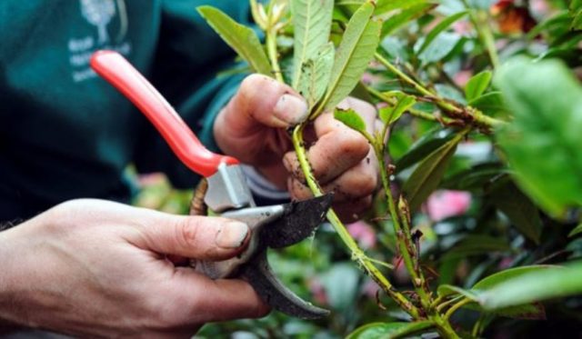 Rhododendron Dahurian: photo, planting and care, reproduction