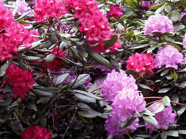 Rhododendron Dahurian: photo, planting and care, reproduction