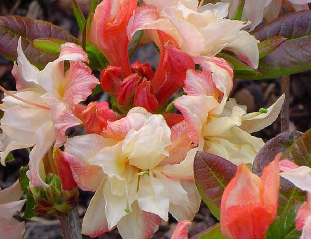 Rhododendron deciduous Cannons Double