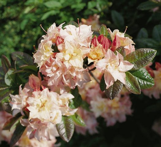 Rhododendron deciduous Cannons Double