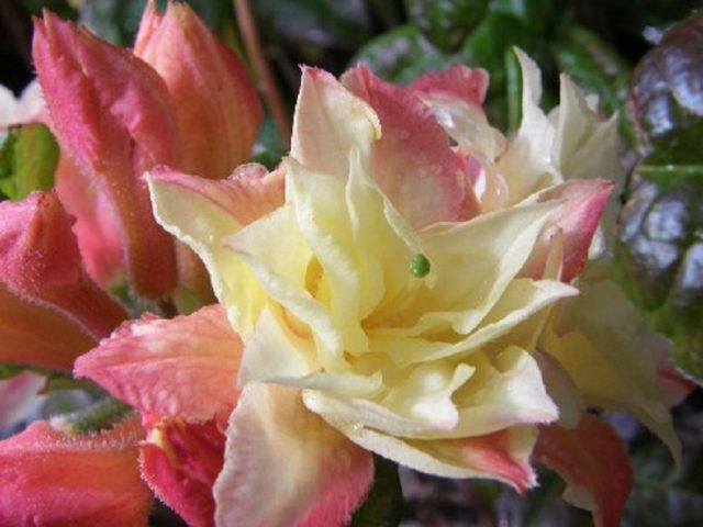 Rhododendron deciduous Cannons Double