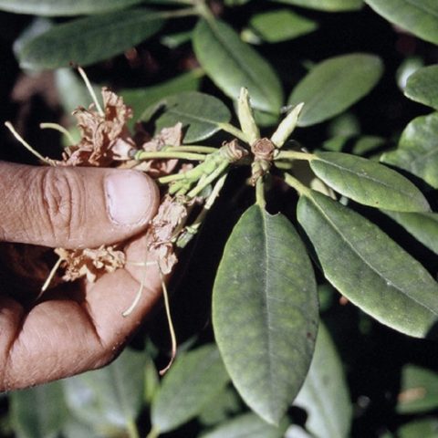 Rhododendron deciduous Cannons Double