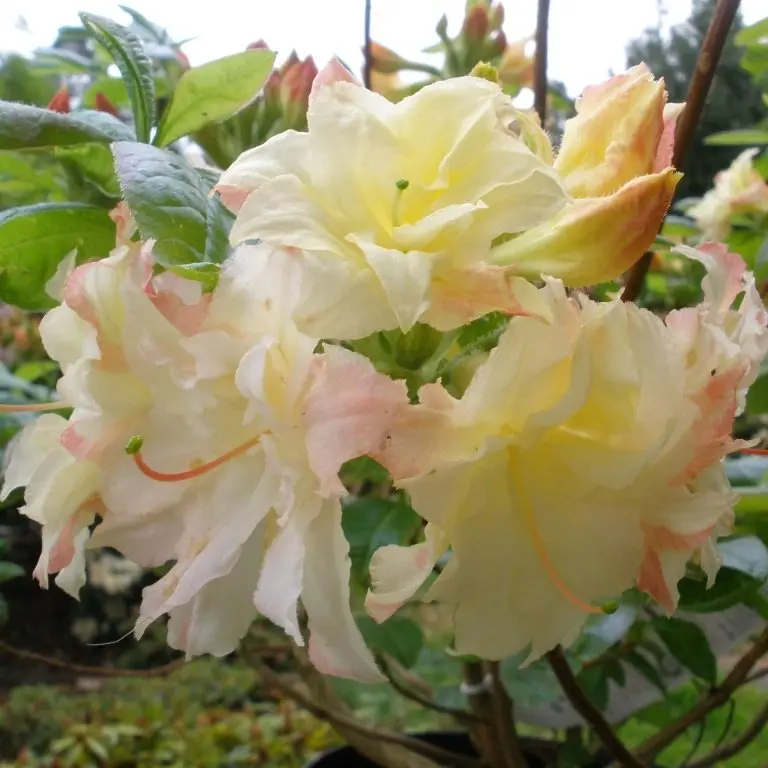 Rhododendron deciduous Cannons Double