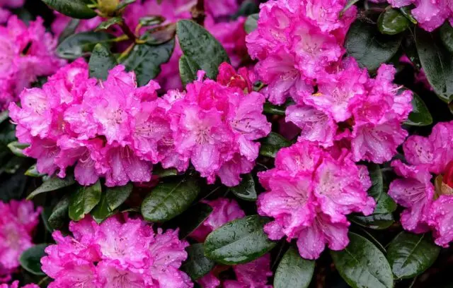 Rhododendron: diseases and treatment, photo