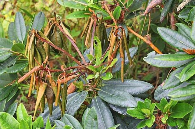 Rhododendron: diseases and treatment, photo