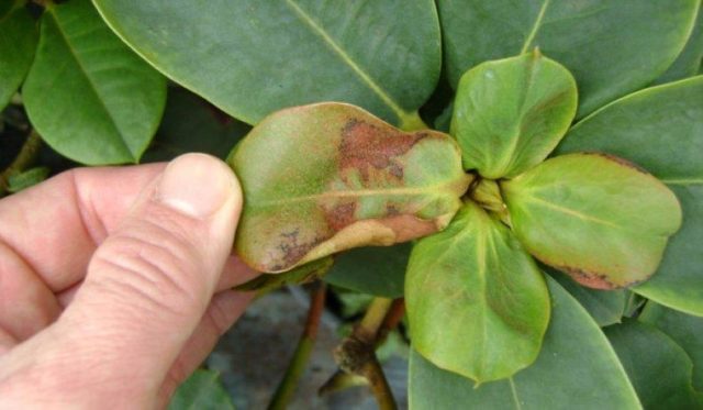 Rhododendron: diseases and treatment, photo