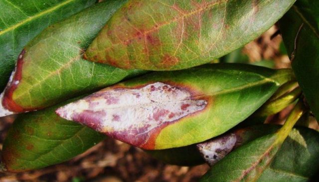 Rhododendron: diseases and treatment, photo