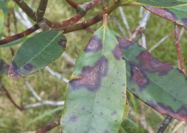 Rhododendron: diseases and treatment, photo