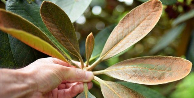 Rhododendron: diseases and treatment, photo