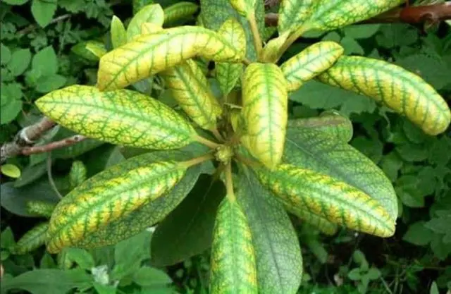 Rhododendron: diseases and treatment, photo